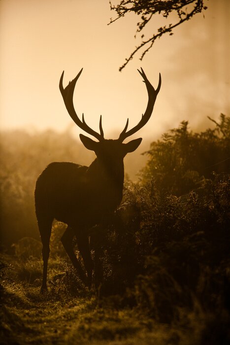 Poster  Silhouette d'un animal sauvage en plein rugissement