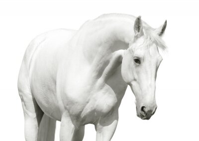 Silhouette d'un cheval blanc