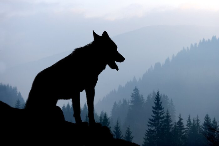 Poster  Silhouette d'un loup dans un paysage de montagne