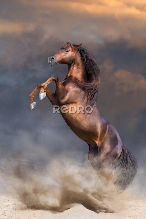 Poster  Silhouette de cheval au galop