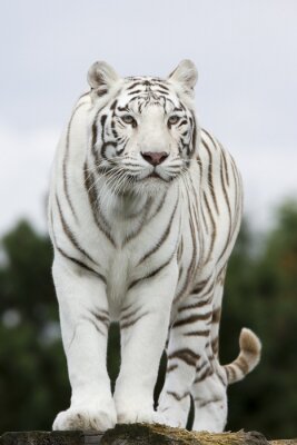 Poster  Silhouette de tigre blanc