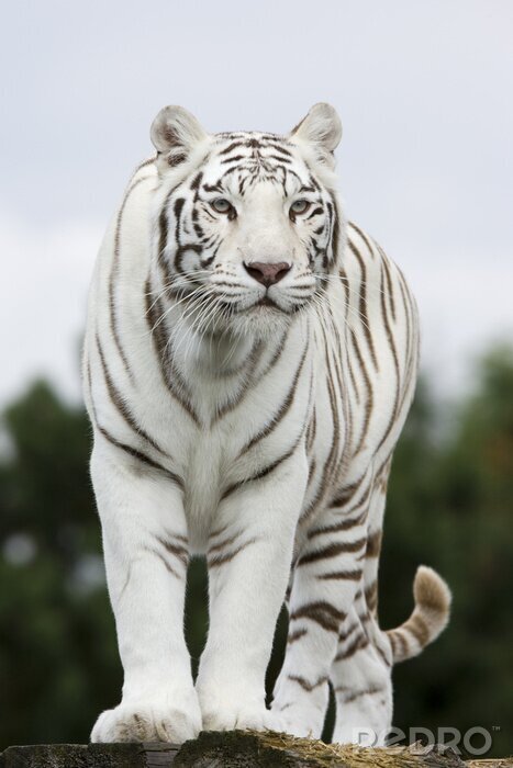 Poster  Silhouette de tigre blanc