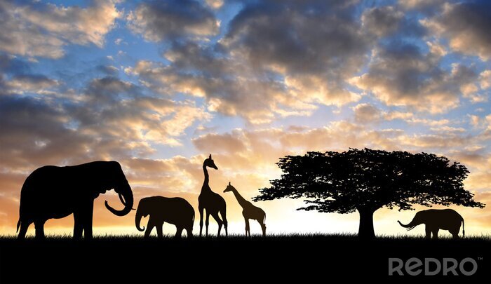 Poster  Silhouettes d'animaux de safari