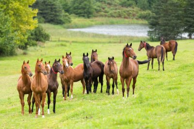 Sticker  Silhouettes de chevaux bruns sur une clairière verte