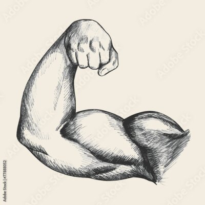 Poster  Sketch illustration of muscular human male right arm
