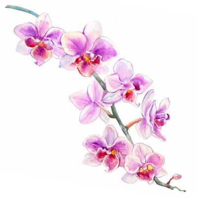 Poster  Slaperige orchidee in roze-paarse tinten