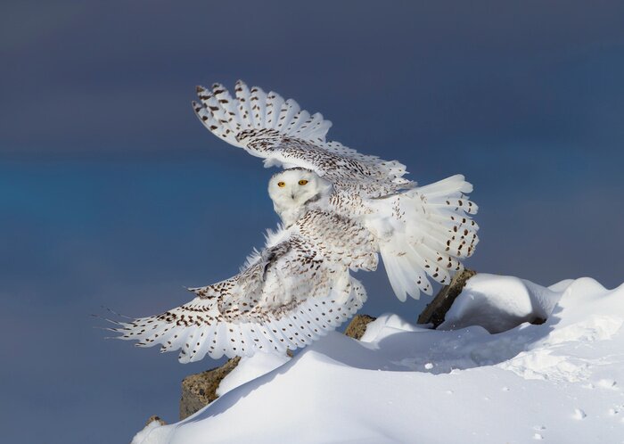 Poster  Snowy owl (Bubo scandiacus) isolated against a blue sky taking flight to hunt over a snow covered field in Ottawa, Canada