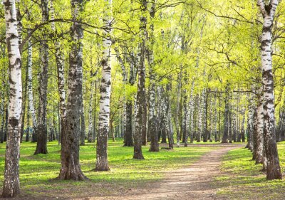 Soirée ensoleillée dans la forêt de bouleaux