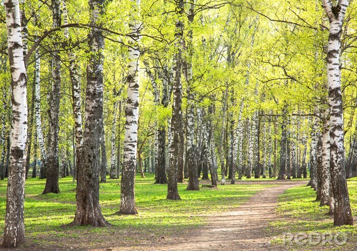 Poster  Soirée ensoleillée dans la forêt de bouleaux