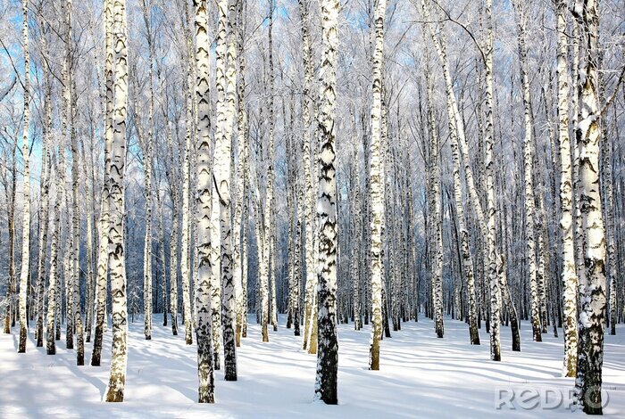 Poster  Soleil d'hiver et forêt de bouleaux