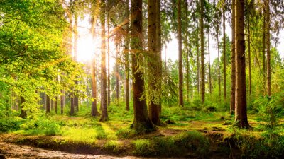 Soleil parmi les arbres dans une forêt verte au printemps paysage