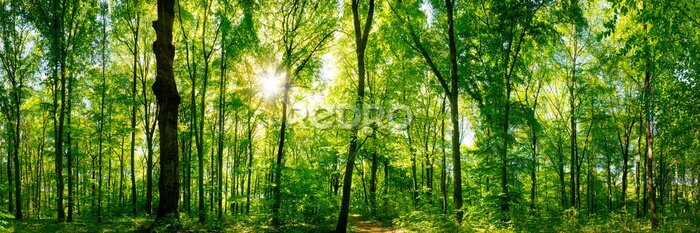 Poster  Soleil perçant à travers les branches d'arbres dans une forêt verdoyante
