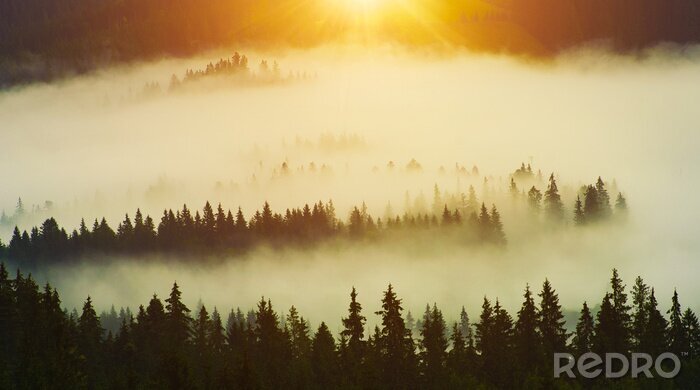 Poster  Soleil sur la forêt brumeuse