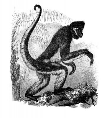 Poster  Spider monkey in the old book Encyclopedic dictionary by A. Granat, vol. 6, S. Petersburg, 1894