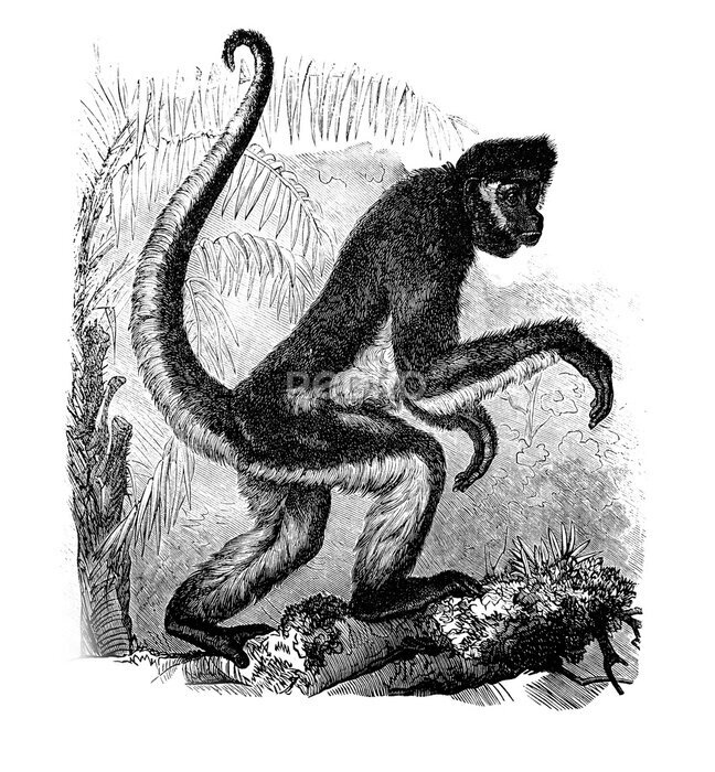 Poster  Spider monkey in the old book Encyclopedic dictionary by A. Granat, vol. 6, S. Petersburg, 1894