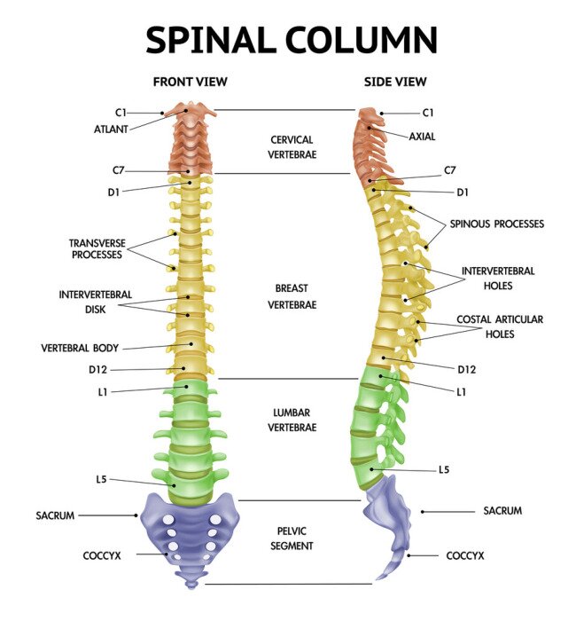 Poster  Spine Anatomy Realistic Chart 