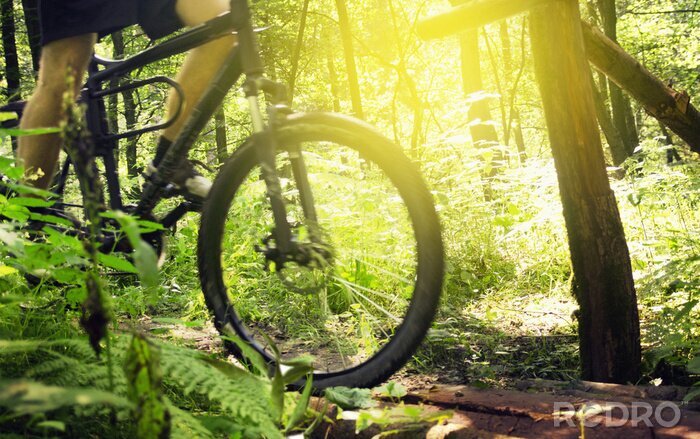 Poster  Sports d'adresse dans la forêt