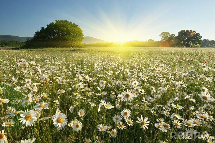 Poster  Spring daisy flowers  in meadow.