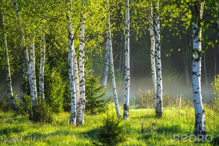 Poster  Spring in the birch grove