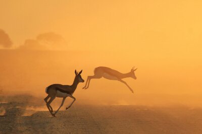 Poster  Springbok Antelope - Golden Sunset Wildlife Silhouettes