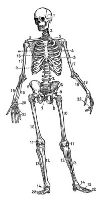 Poster  Squelette avec des os numérotés