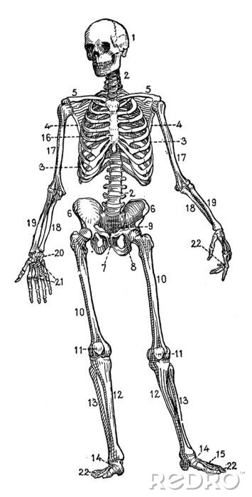 Poster  Squelette avec des os numérotés