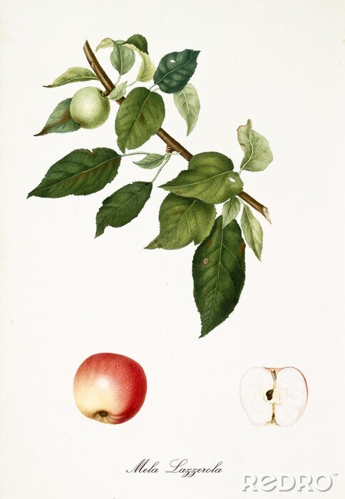 Poster  Stades de développement naturel des pommes
