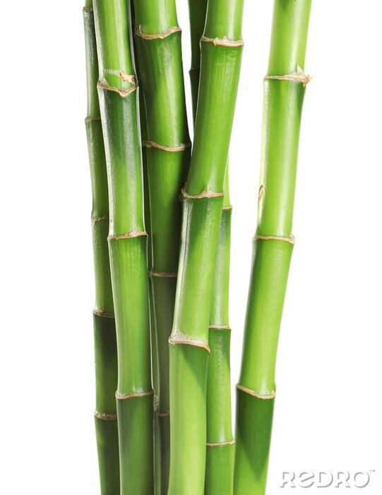 Poster  Structure de la tige de bambou en gros plan