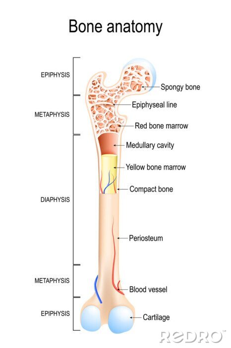 Poster  Structure os long