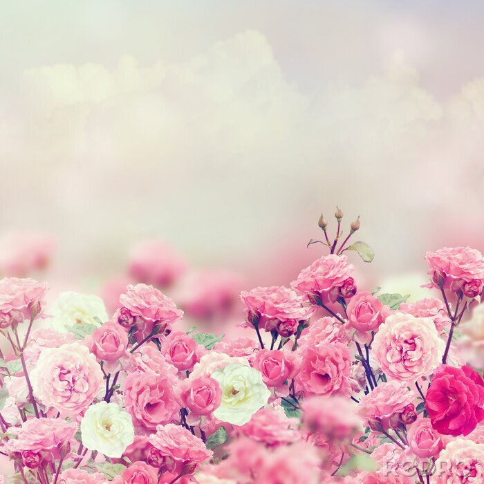 Poster  Style romantique de fleurs roses