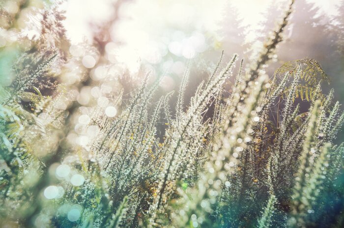 Poster  Sunny meadow