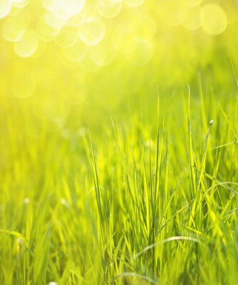 Poster  Sunny spring green grass background with bokeh