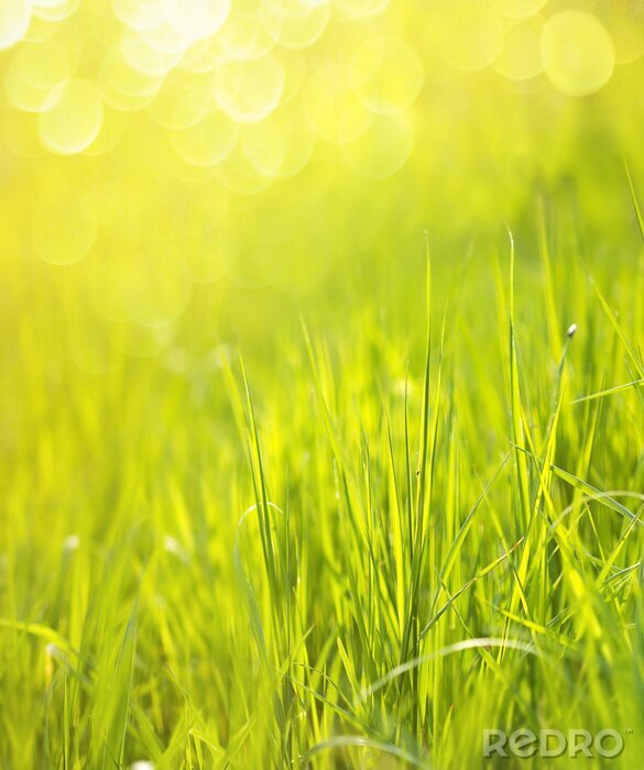 Poster  Sunny spring green grass background with bokeh