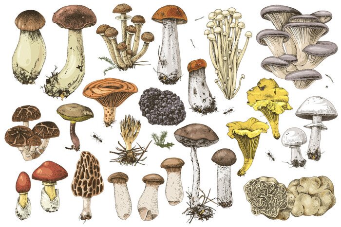 Poster  Tableau noir aux champignons