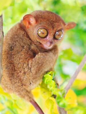 Tarsier philippin