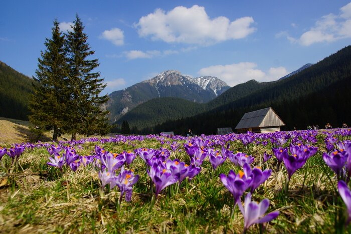 Poster  Tatras et crocus