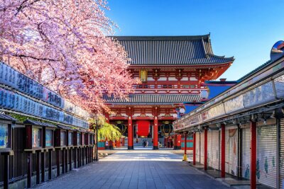 Temples à Tokyo et cerisiers
