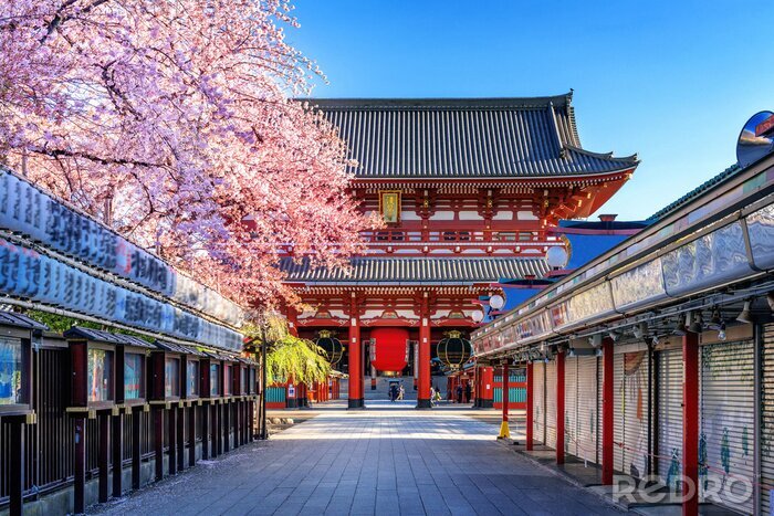 Poster  Temples à Tokyo et cerisiers