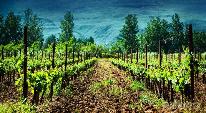 Poster  Terres agricoles italiennes