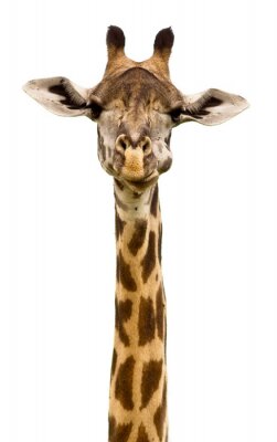 Tête de girafe Isolé