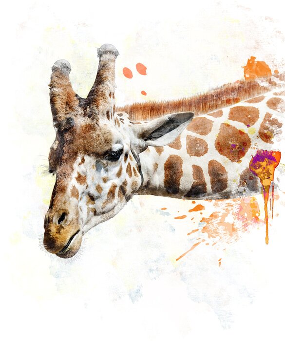 Poster  Tête de girafe isolé sur fond blanc