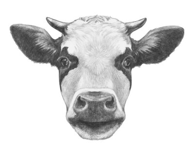 Poster  Tête de vache noire et blanche