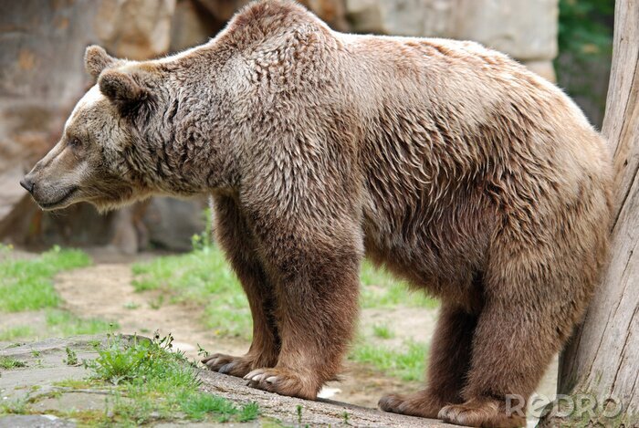 Poster  The grizzly bear also known as the silvertip bear, the grizzly, or the North American brown bear, is a subspecies of brown bear that generally lives in the uplands of western North America.