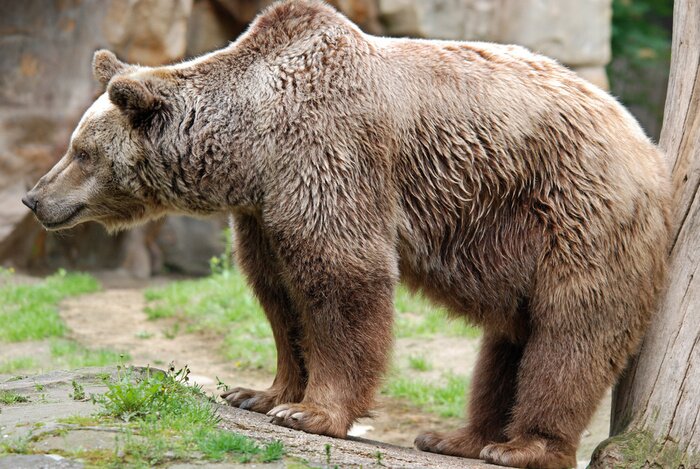 Poster  The grizzly bear also known as the silvertip bear, the grizzly, or the North American brown bear, is a subspecies of brown bear that generally lives in the uplands of western North America.