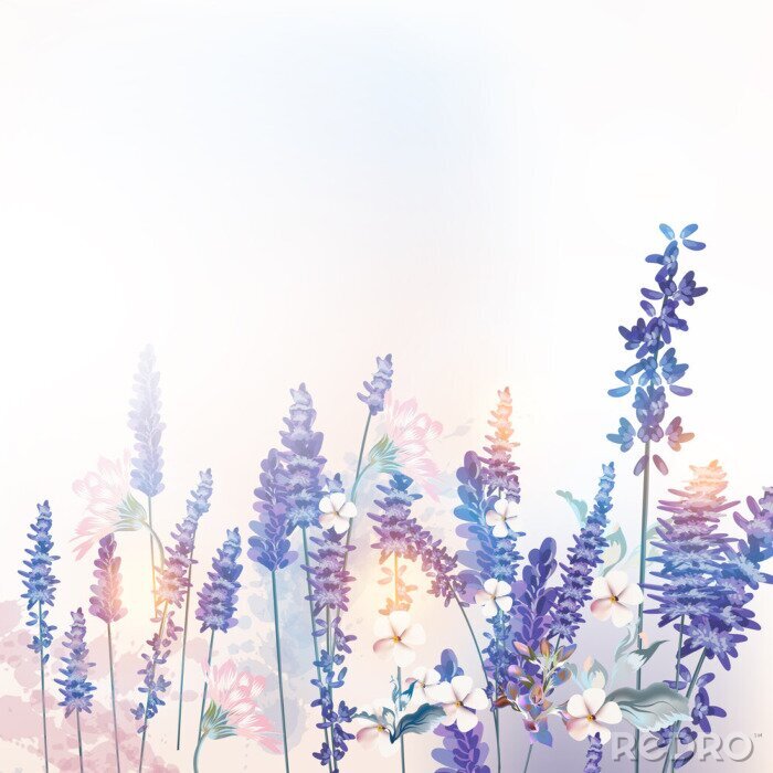 Poster  Thème de la lavande et des fleurs sauvages le matin