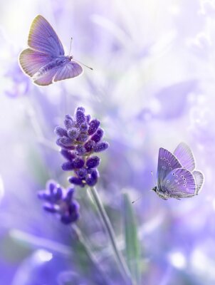 Poster  Thème lavande et papillons violets