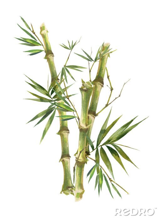 Poster  Tiges de bambou avec des feuilles sur une illustration