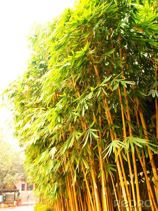 Poster  Tiges de bambou couvertes de feuilles