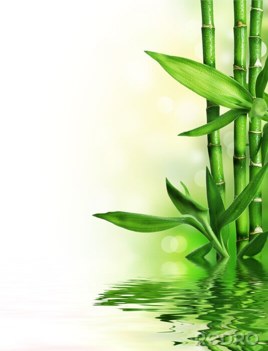 Poster  Tiges de bambou et eau