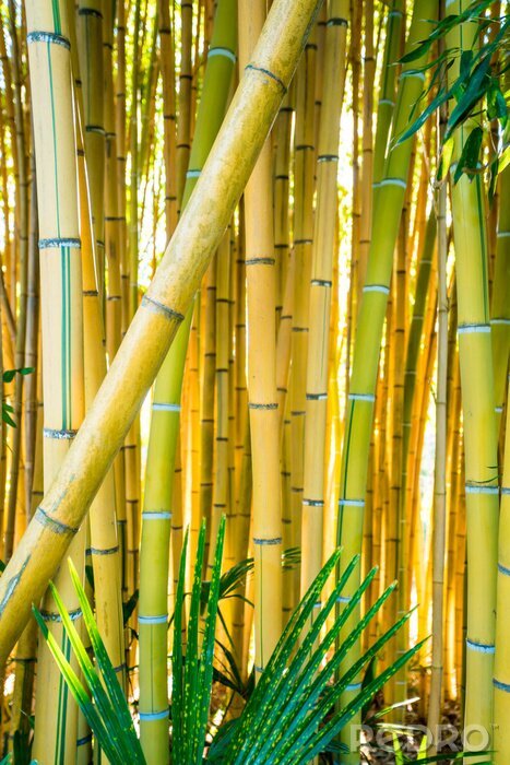 Poster  Tiges de bambou jaune-vert